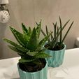 Wave-pattern-aloe-pot-photo-1.jpg MACETA CON SUCULENTAS ONDULADAS