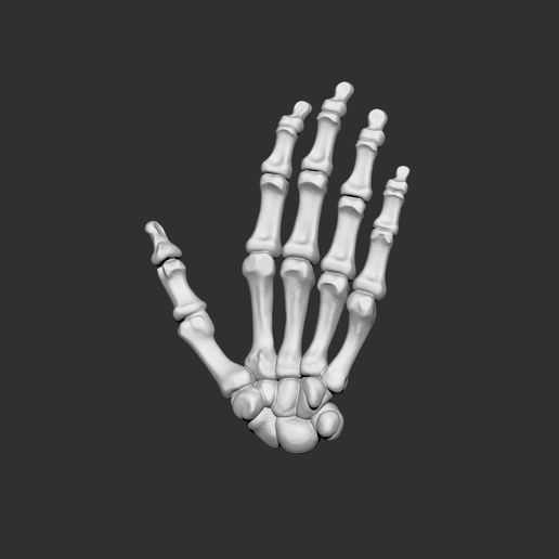 mao1.jpg ossos da anatomia humana da mão