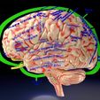 central-nervous-system-cortex-limbic-basal-ganglia-stem-cerebel-3d-model-blend-14.jpg Central nervous system cortex limbic basal ganglia stem cerebel 3D model