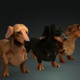 00.jpg DOG - DOWNLOAD Dachshund 3d model - Dog animated for blender-fbx-unity-maya-unreal-c4d-3ds max - 3D printing Dachshund DOG SAUSAGE - SAUSAGE PET CANINE WOLF