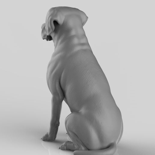 labra13.jpg Realistischer Labrador Retriever