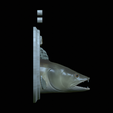 zander-head-trophy-7.png fish head trophy zander / pikeperch / Sander lucioperca open mouth statue detailed texture for 3d printing
