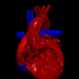6.png 3D Model of Heart after Fontan Procedure