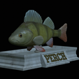 Perch-statue-5.png fish perch / Perca fluviatilis statue detailed texture for 3d printing