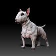 Bull-Terrier01.jpg Bull Terrier - DOG BREED - CANINE -3D PRINT MODEL