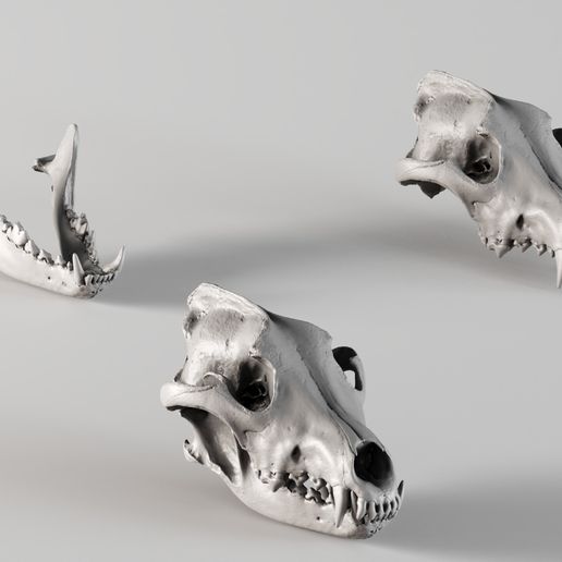 001730 Wolf Skull – Raw 3D Scan