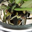 Gross-Orchdee-6.jpg Hydro potted orchid / Hydro pot orchid