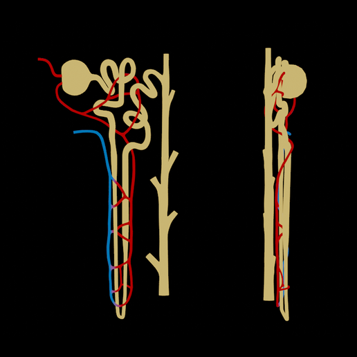 Nephron_Diffuse_Color.png Kidney Nephron Structure Anatomy