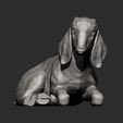 Baby-Boer-goat-lying-down8.jpg Baby Boer goat lying down 3D print model