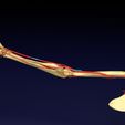 image-1.jpg Upper limb arteries axilla arm forearm 3D model