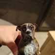 1.jpeg Pit Bull dog