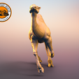 Camel-Dromedary-3-2.png Camel Dromedary #3