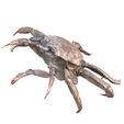 00.jpg KREBS KREBS AMPHIBISCHE TADPOLE TIER ANATOMIE 3D MODELL Maniküre Krabbe Cleistostoma Dilatatum RAPTOR