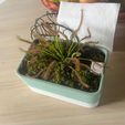 MACETA-2.jpeg Pot carnivorous plants