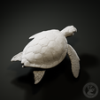 Preview4.png Green sea turtle