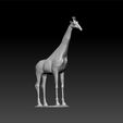 gggg1.jpg Giraffe - girrafe toy - animal toy