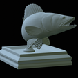 zander-open-mouth-tocenej-31.png fish zander / pikeperch / Sander lucioperca trophy statue detailed texture for 3d printing