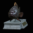 Dusky-grouper-4.png fish dusky grouper / Epinephelus marginatus statue detailed texture for 3d printing