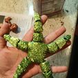 20240229_080838.jpg Flexi Starfish - fidget toy - print in place - articulated toy