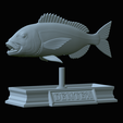 Dentex-mouth-statue-76.png fish Common dentex / dentex dentex open mouth statue detailed texture for 3d printing
