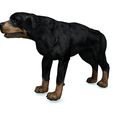 03.jpg DOG DOG - DOWNLOAD Rottweiler 3d model - animated CANINE PET GUARDIAN WOLF HOUSE HOME GARDEN POLICE - 3D printing DOG DOG DOG