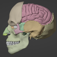 11.png 3D Model of Skull with Brain and Brain Stem - best version