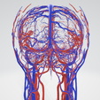 cerebrovascular,-brain,-face,-hemisphere,-willis,-dental,-neck,-vein,-artery,-head,-cerebellum,-vasc.png 3D 头颈部血管解剖图 - 动脉、静脉和脑血管系统
