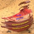 stomach-gastric-separable-parts-3d-model-max-fbx-blend-16.jpg STOMACH GASTRIC SEPARABLE PARTS 3D print model