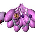 BREAST-15.JPG Anatomical female breasts model with common diseases