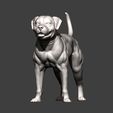 vr MN, kK Ze american bulldog 3D print model