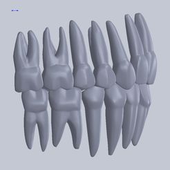 Montaj4.jpg 3D Full Dental Anatomy Models