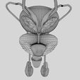 w8-1.jpg Genito-urinary tract male 3D model 3D model