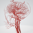 artery,-cerebrovascular,-brain,-face,-hemisphere,-willis,-dental,-neck,-vein,-head,-cerebellum,-vasc.png 3D 头颈部血管解剖图 - 动脉、静脉和脑血管系统