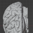 63.PNG.c6638c450044311b4495d32f2b80dcd5.png 3D Model of Human Brain