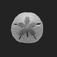 02_sand-dollar-clypeasteroida-3d-print-aquarium-3d-model-obj-fbx-stl.jpg Sand Dollar - Clypeasteroida 3D Print - Aquarium - Sea Life