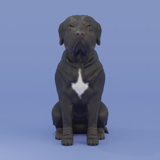 canecorso3.jpg Perro sentado Cane corso - Mastín italiano