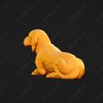 923-Basset_Fauve_de_Bretagne_Pose_08.jpg Basset Fauve de Bretagne Dog 3D Print Model Pose 08