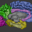 3.png 3D Right Brain Hemisphere Model