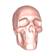 model-2.png Skull no.1