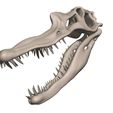 04.jpg Spinosaurus aegypticus