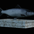 Salmon-statue-box-1-9.png fish sculpture of a Atlantic salmon / salmo salar with storage space / for 3d printing