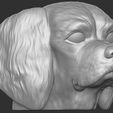 4.jpg Spaniel Cavalier dog head for 3D printing