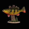 peacock-bass-trophy-natural-2-2.png Peacock bass (Cichla ocellaris) fish trophy in motion sculpture 2 underwater detailed texture for 3d printing