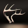 side-iso.jpg Whitetail Buck Deer Antler Set 2