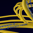 Image-1548.png Spinal cord symphathetic intercostal nerve
