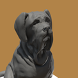 Np.png Neapolitan mastiff