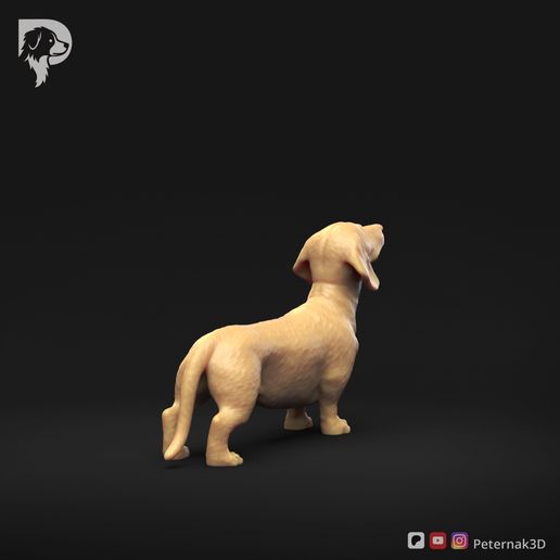 Dachshund-Miniature-Smooth-Haired-Pose-02-Dog-3D-Print-4s.jpeg Teckel miniature à poil lisse Pose 02