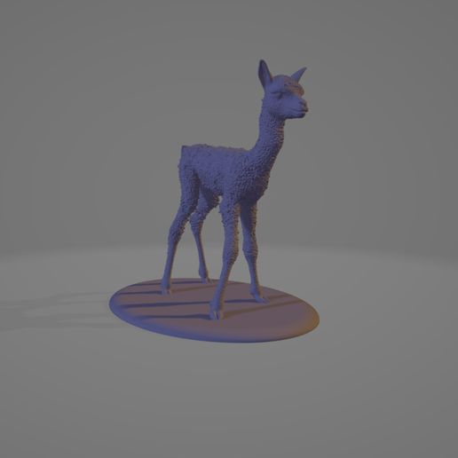 baby-1.jpg Baby Alpaka