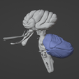 22.png 3D Model of Skull with Brain and Brain Stem - best version