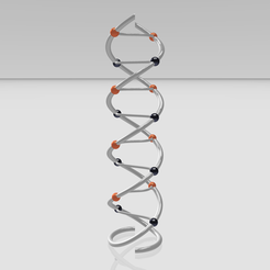 Structure-adn01.png DNA strand/structure model